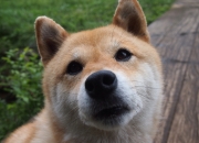 开云体育-从费城到世界，武切维奇如何从76人血拼奇才的宿怨中崛起，在美加墨世界杯接管比赛