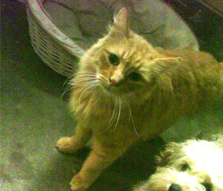 快船锋线群收割76人,字母哥式无解难题再现联盟